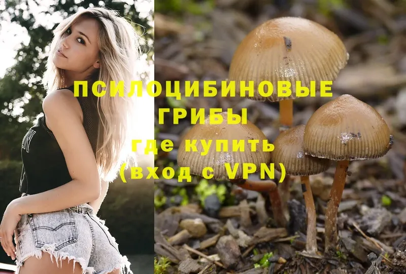 наркошоп  Вытегра  Псилоцибиновые грибы MAGIC MUSHROOMS 